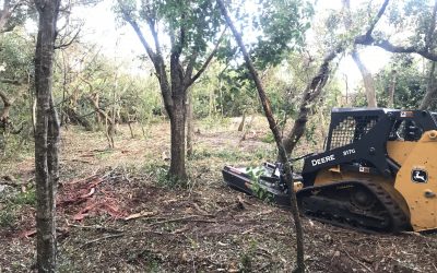 Brush Hogging – Brush Clearing – Free Estimate Brush Hogging - Brush Clearing - Free Estimate