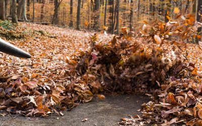 Leaf Removal – Free Estimates Leaf Removal - Free Estimates