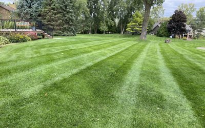 Lawn Care, Lawn Mowing, Grass Cutting, Lawn Service