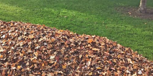 Lawn Clean Up, Leaf Clean Up, Fall Clean Up Leaf Removal