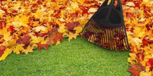 Leaf Clean Up – Free Estimate Leaf Removal