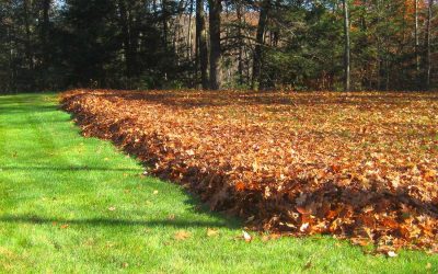 Leaf Removal – Free Estimates Leaf Removal - Free Estimates