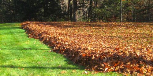 Leaf Cleanup Leaf Removal