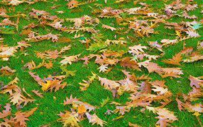 Leaf Removal – Free Estimates Leaf Removal - Free Estimates
