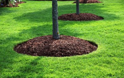 Mulching Free Estimate