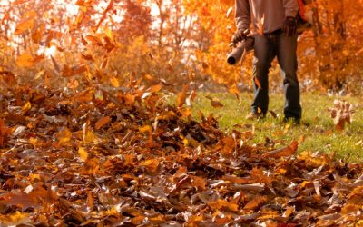 Leaf Removal – Free Estimates Leaf Removal - Free Estimates