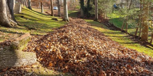 leaf clean up Leaf Removal